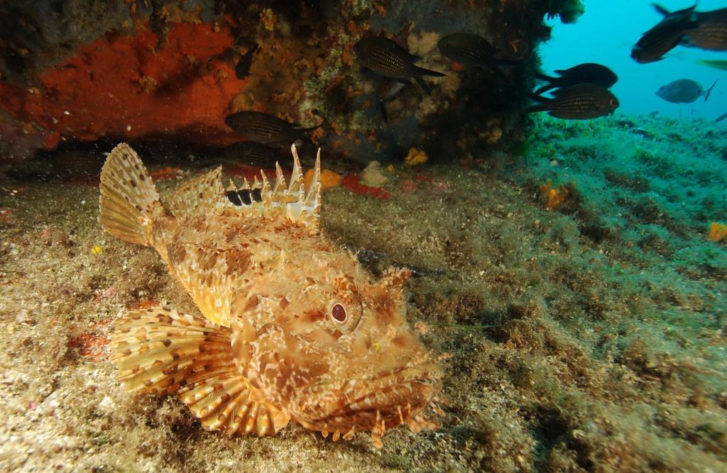Scorpaena notata